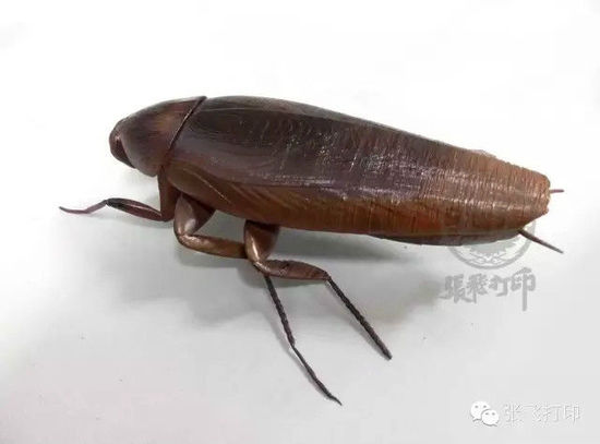 3D打印蟑螂小強誕生記(超精細) 妹紙膽小也可入
3D打印蟑螂,3D打印小強,3D打印技術,3D打印服務,3D打印平臺,e鍵打印