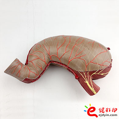 人體胃部復模手板3