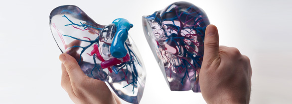 彩色3d打印人體器官醫學模型2